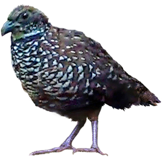 Venezuelan Wood Quail